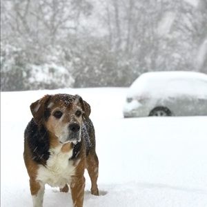 Meet your Posher, Shannon